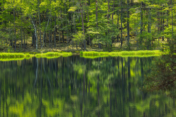 日本　長野県茅野市にある御射鹿池　水面に鏡面反射する新緑のカラマツの木々