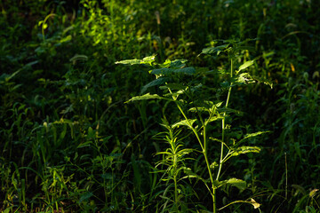 The natural growth of vines and weeds in the fields is the main vegetation in the eastern part of North China