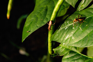 The natural growth of vines and weeds in the fields is the main vegetation in the eastern part of North China