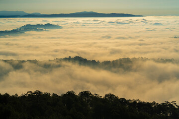  a serene landscape of treetops emerging from a dense, soft blanket of fog under a tranquil, hazy sky at dawn or dusk.