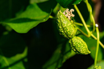 The natural growth of vines and weeds in the fields is the main vegetation in the eastern part of North China