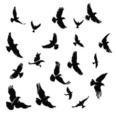 Obraz premium Silhouettes of various birds in flight set against a white background.