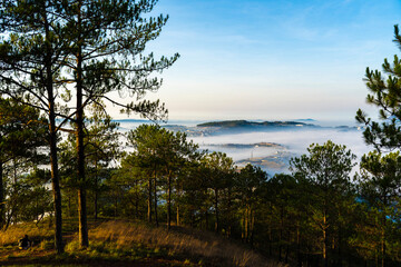  a serene view of Dalat city with a sea of clouds, flanked by silhouetted pine trees, during sunrise or sunset.