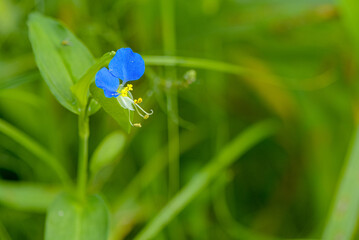 uckweed growing in the wild, blooming with small blue flowers, close-up view