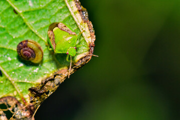 Wild plants, insects, and spiders captured by macro lenses