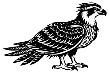 osprey bird, osprey silhouette vector, hawk osprey bird vector illustration