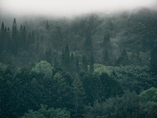 a forest with a foggy background and a foggy sky