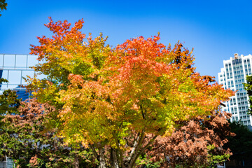 Autumn tree. Nature in fall season. Autumnal sunny day. Seasonal leaves on tree. Natural autumn leaves. Autumn beauty of nature. Fall season nature. Fall leaves of maple tree