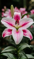 Fototapeta premium Pink and White Lily with Spotted Petals