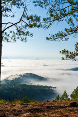  a serene view of Dalat city with a sea of clouds, flanked by silhouetted pine trees, during sunrise or sunset.
