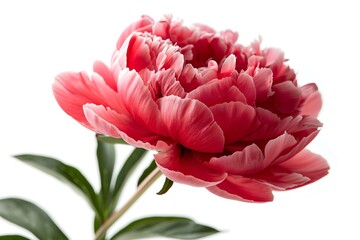 A close up of a pink flower in a vase