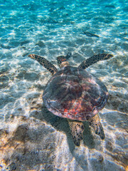 Fototapeta premium Rarotonga (August 2024).