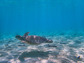 Fototapeta premium Rarotonga (August 2024).