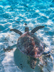 Fototapeta premium Rarotonga (August 2024).