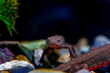 アカハライモリ