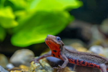 アカハライモリ