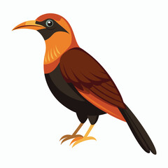 buff tailed sicklebill bird vector