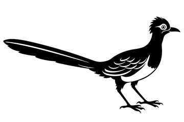 
Road runner bird icon, roadrunner silhouette, vector illustration
