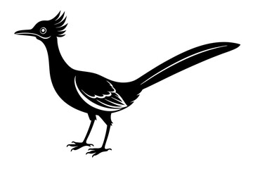 roadrunner bird vector silhouette, roadrunner bird icon vector, roadrunner silhouette