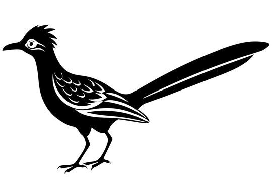roadrunner bird vector silhouette, roadrunner bird icon vector, roadrunner silhouette