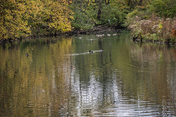 Duck and Geese Swiming