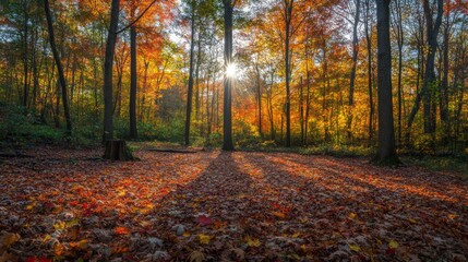 Sunbeams Illuminating a Forest Floor Covered in Fall Leaves