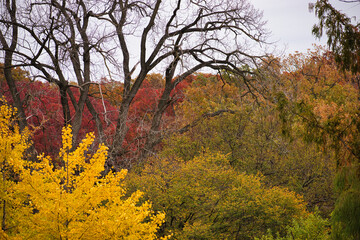 autumn forest in the mountains