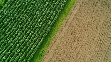 Aerial View of Farmland with Green Crops and Plowed Field