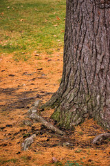 autumn tree in the park