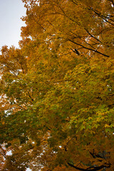 trees in autumn