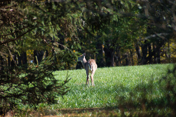 Deer in Field Grazing