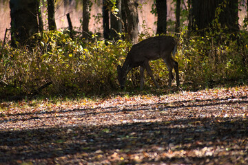 Deer in Fall Forest