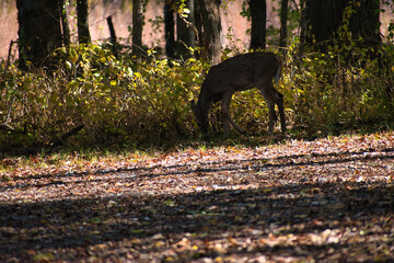 Deer in Fall Forest