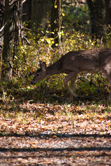 Deer in Fall Forest