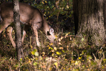 Deer in Fall Forest