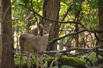 Deer in Forest
