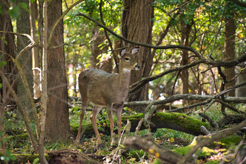 Deer in Forest