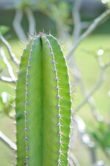 cactus , Fairytale castle or Cereus peruvianus