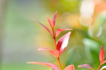 Obraz premium christina or aglaonema christina plant or orange leaf