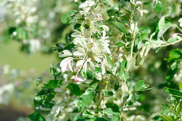Fototapeta premium Pithecellobium dulce Roxb Benth, Manila Tamarind or Madras Thorn or FABACEAE