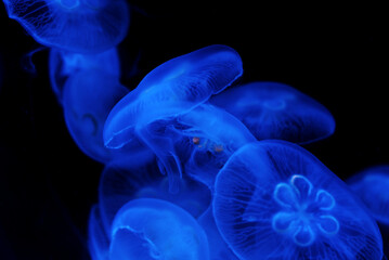 Obraz premium Macro the beautiful movement of jellyfish in dark enviroment. Transparent jellyfish with blue light.