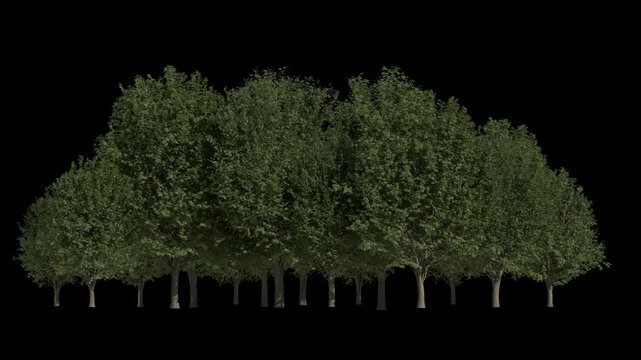 tree isolated loop alpha channel, realistic 3d rendering forest nature background