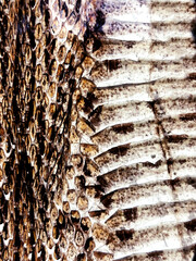 Abstract the background texture of dried snake’s skin, macro the real photograph of snake skin, vertical image.