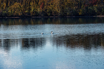 swans on the lake