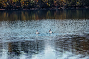 country goose and ducks