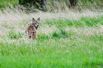 A coyote looks back over a field at the Inglewood Bird Sanctuary in Calgary, Alberta, Canada