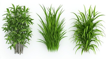 Green Grass and Leaf Plants Isolated on White Background