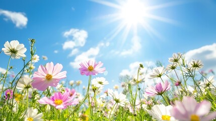 Summer Meadow with White and Pink Cosmos Flowers and Sun Rays