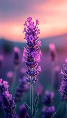 Fototapeta premium Close-up of a Single Lavender Flower with a Pink and Purple Sunset in the Background