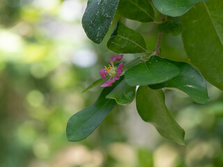 アセロラの可愛い花が咲く